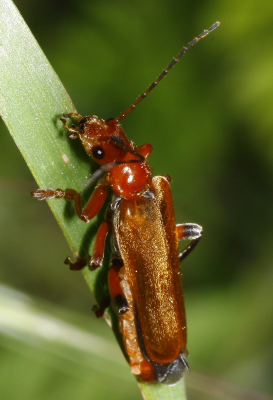 Cantharis%20sp_2199.jpg