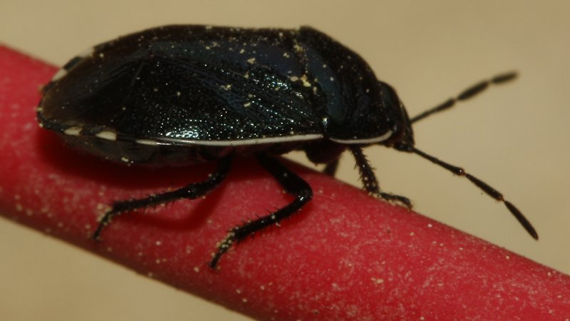 Cantophorus%20sp_2019.jpg