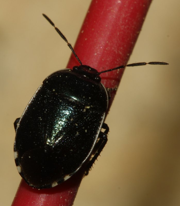 Cantophorus%20sp_2021.jpg