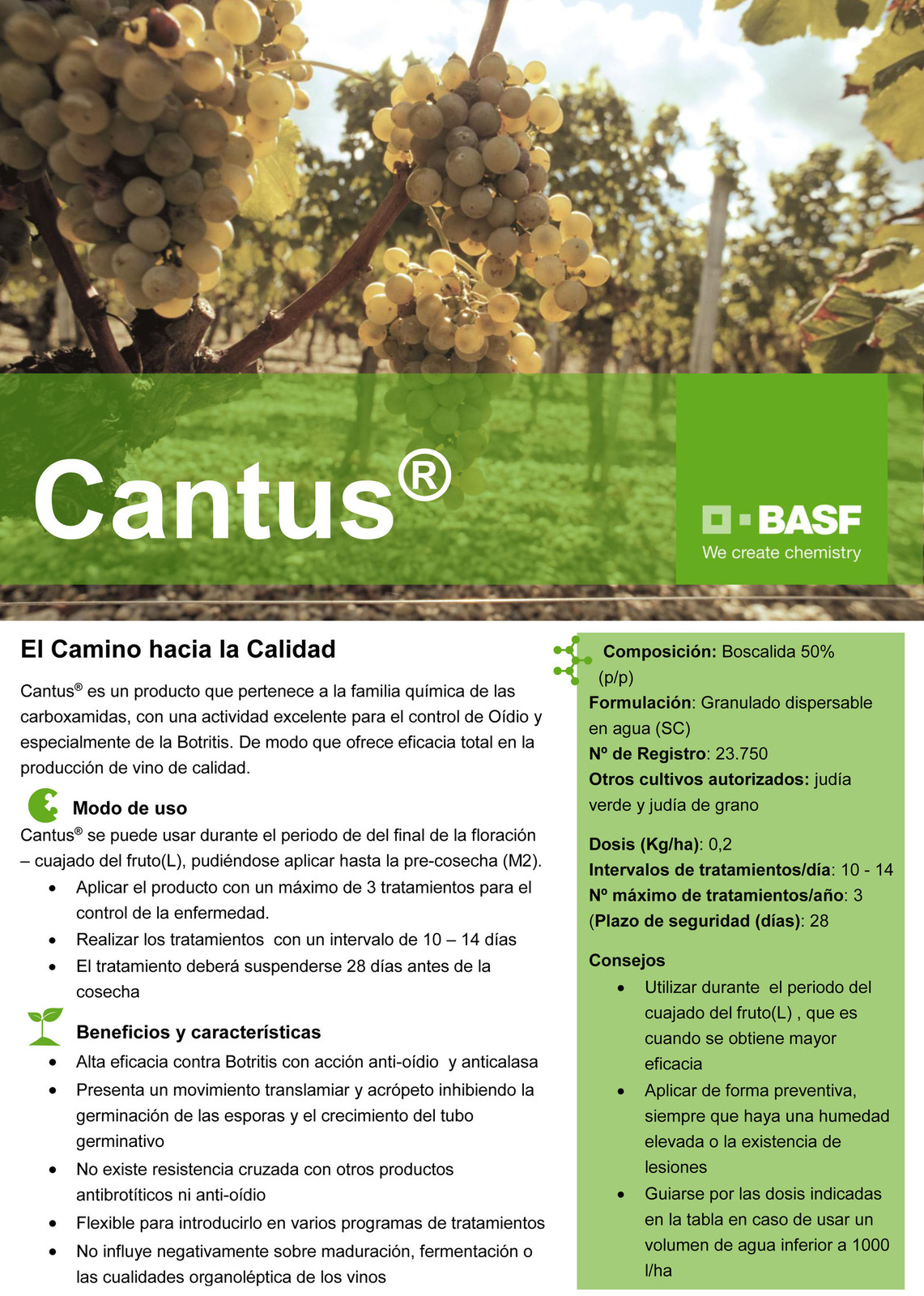 Cantus.jpg