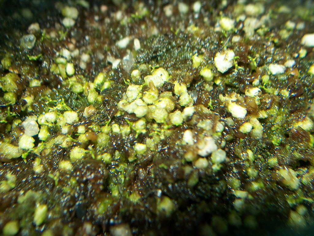 capensis3_zpsaaa573aa.jpg