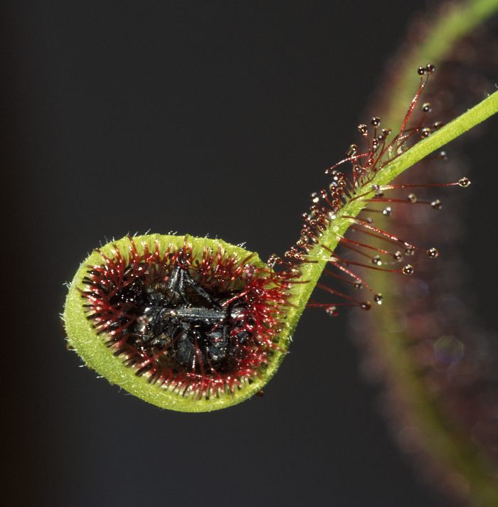 capensis_01.jpg