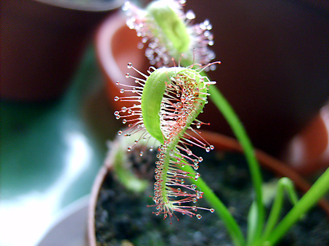 Capensis_enrrollada.JPG