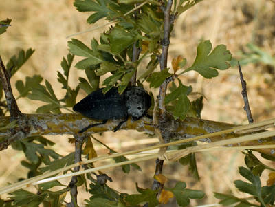 Capnodis-tenebrionis.jpg