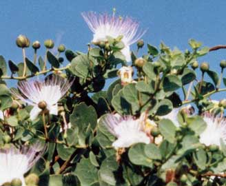 capparis-spinosa-flores.jpg