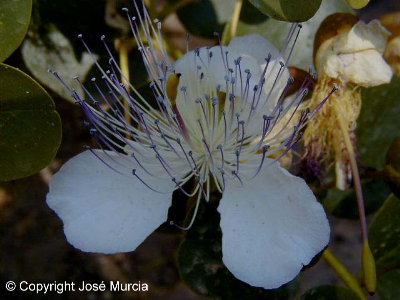 capparisspinosa1.jpg