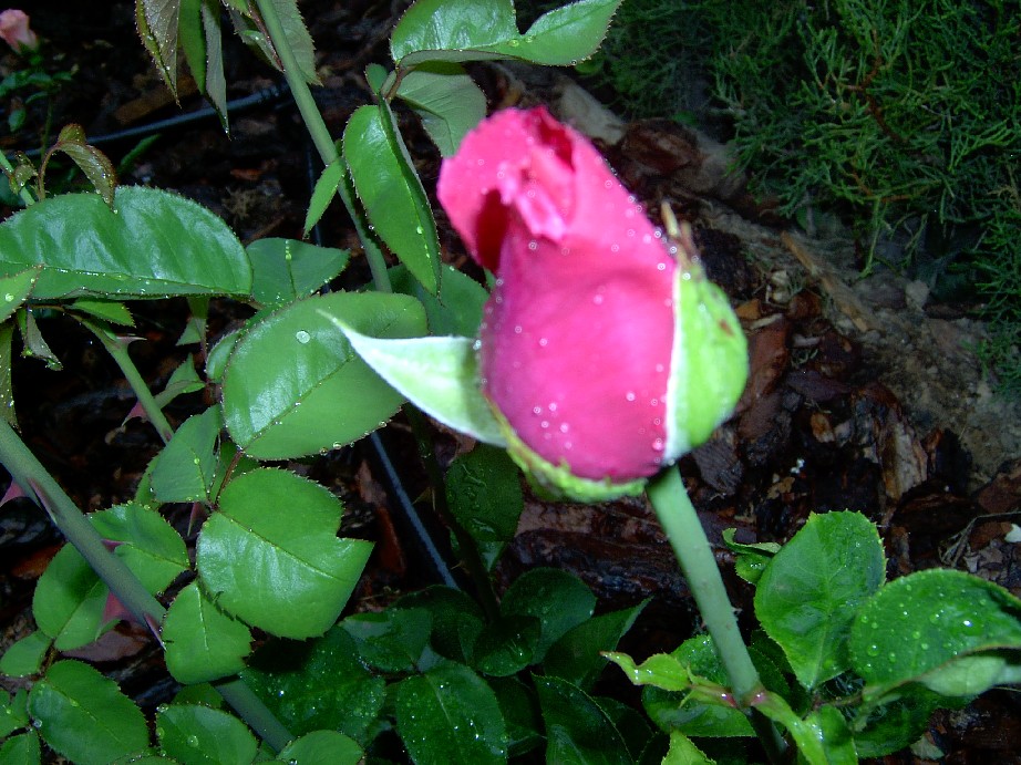 Caprice%20de%20Meilland-1.jpg