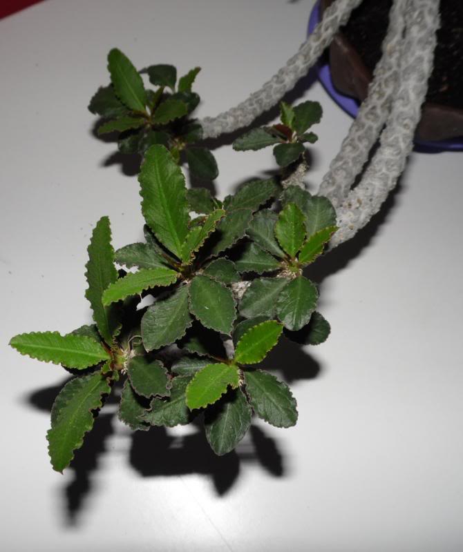 capsaintemariensis_03092013_2_zps5089ad41.jpg
