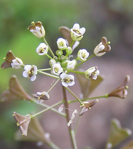 capsella_bursa-pastoris.jpg
