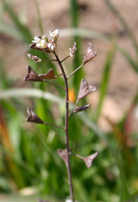 CAPSELLA_BURSA_PASTORIS.jpg