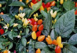 capsicum.jpg