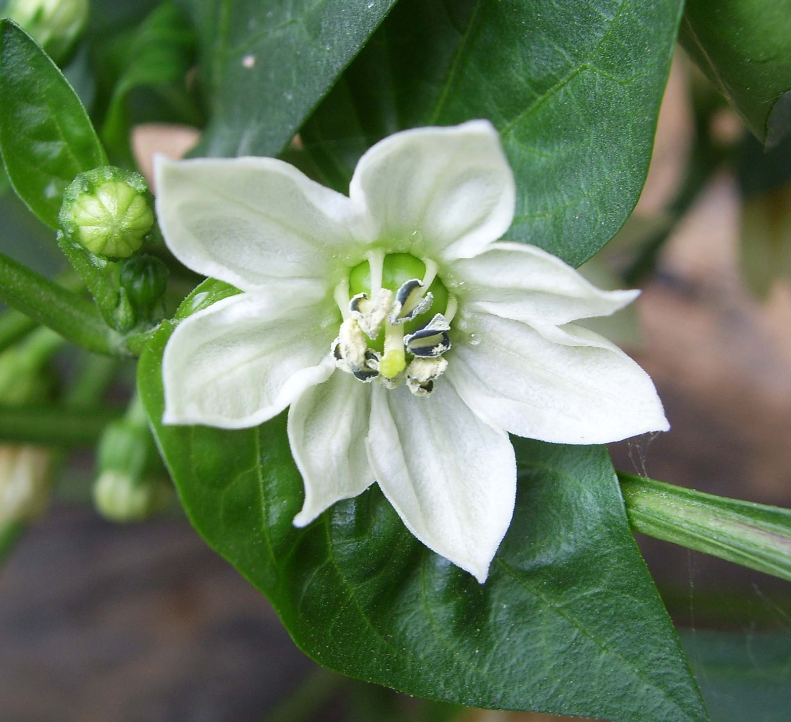 Capsicum_annuum_flower.JPG