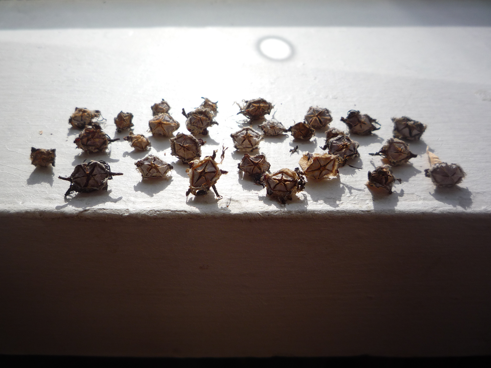 capsulas_semillas_lithops2015.png