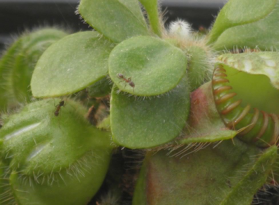 Capturacephalotus.jpg