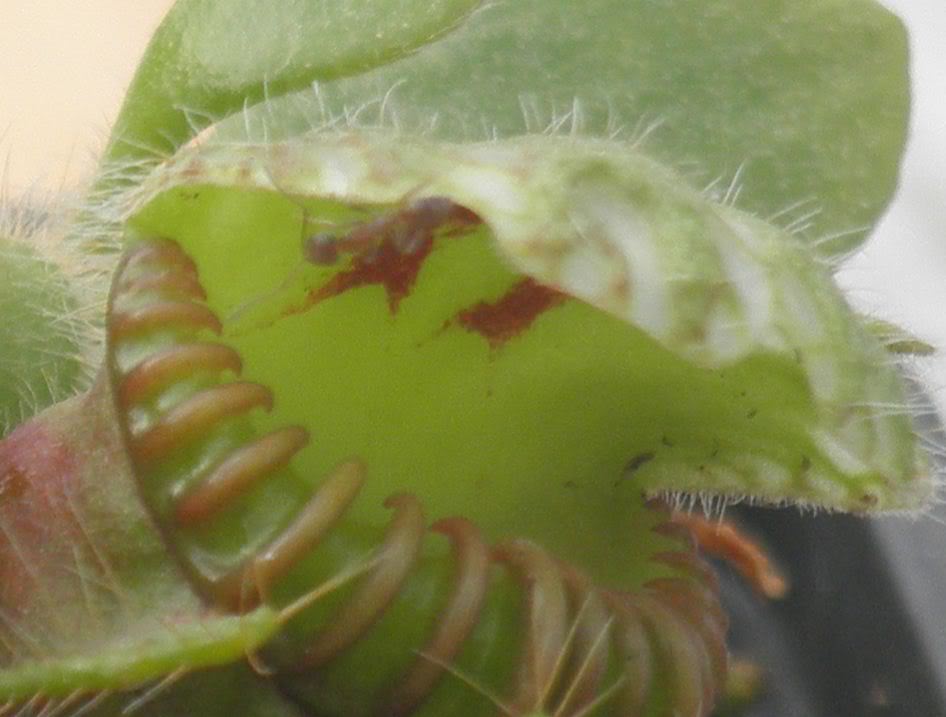 Capturacephalotus3.jpg