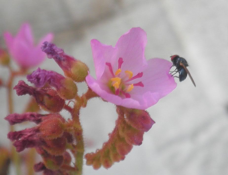 Capturaflorcapensis.jpg