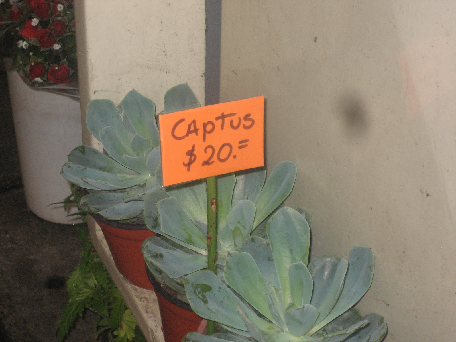 captus_cactus_falta_ortograf%25C3%25ADa.jpg