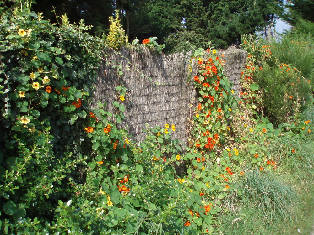 Capucine-tropaeolum_majus-floratrek-cc-by-3.0.jpg