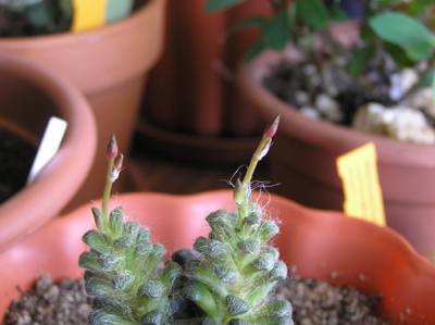 capullo%20anacampseros%20tomentosa.jpg