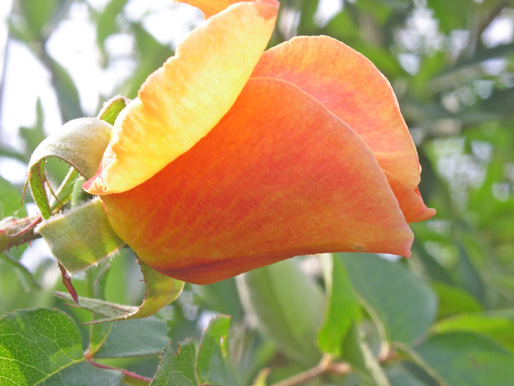 Capullo%20de%20Rosa%20%20desconocida.jpg