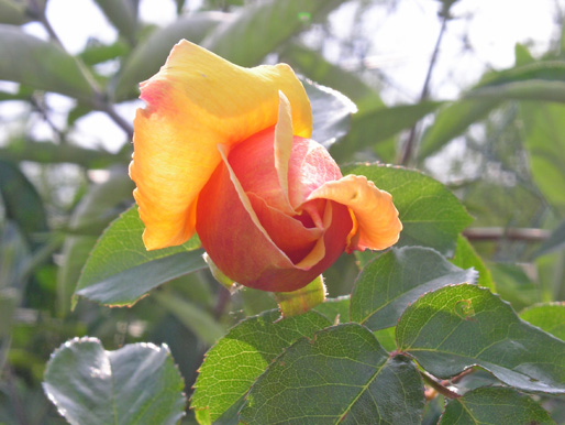 Capullo%20de%20Rosa.jpg