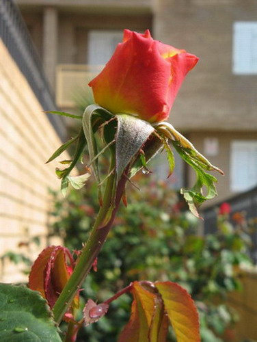 capullo de rosa.jpg