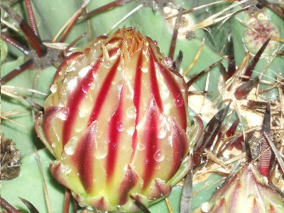 capullo_bicolor_cactus.JPG