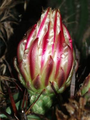 capullo_bicolor_cactus1.JPG