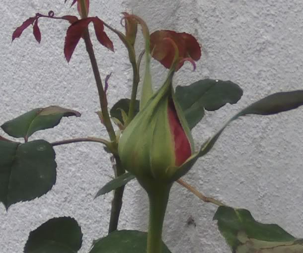 capulloamedioabrir.jpg