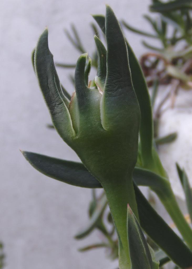 capullocarpobrotus_zps94bbc899.jpg