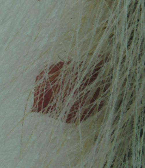 capullocolademono1_zpsd7ec6085.jpg