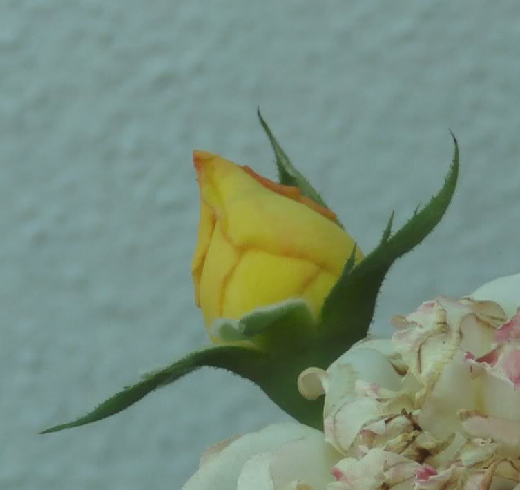 capulloderosabicolor.jpg