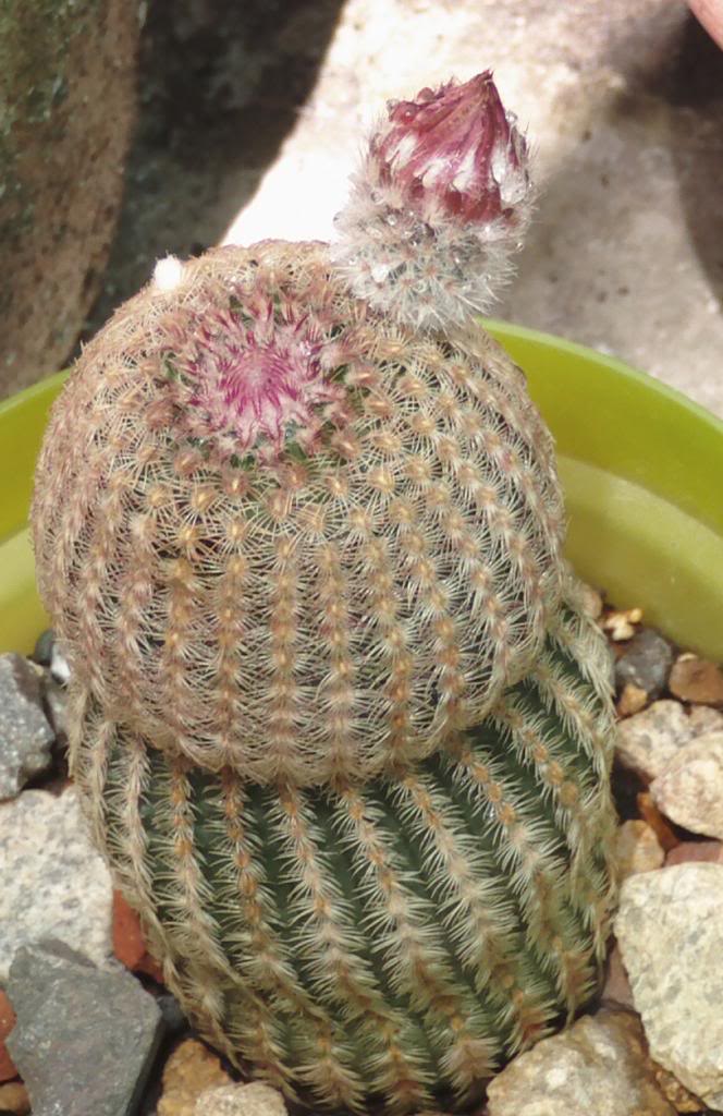 capulloechinocereusmuygordo_zps3d52c17a.jpg
