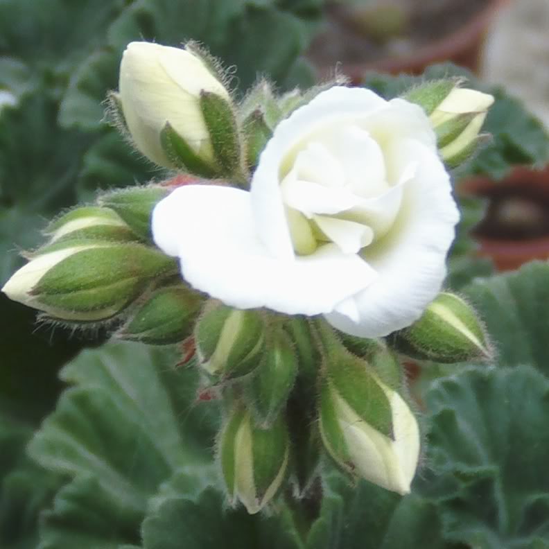 capullogeranioblanco1.jpg