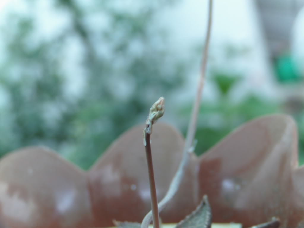 Capullohaworthiatesellata.jpg