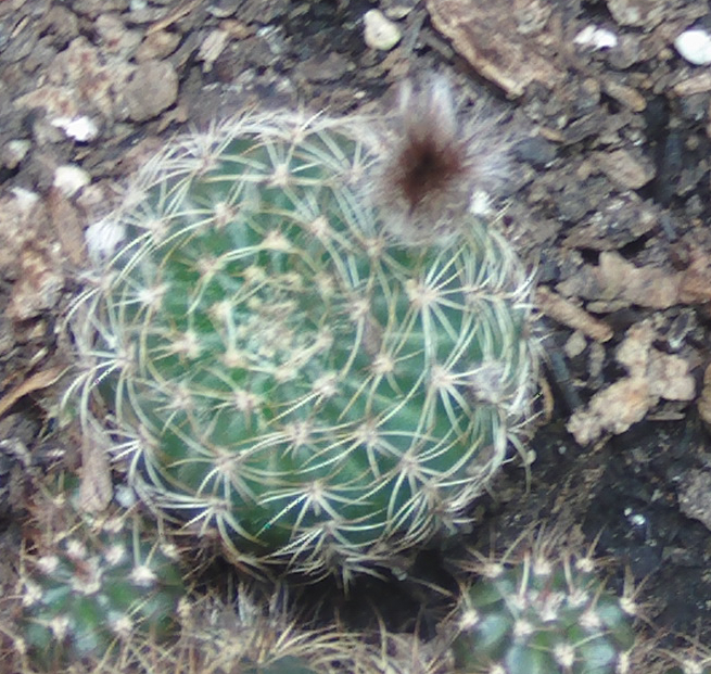 capullolovibiapequentildea_zps9d059341.jpg