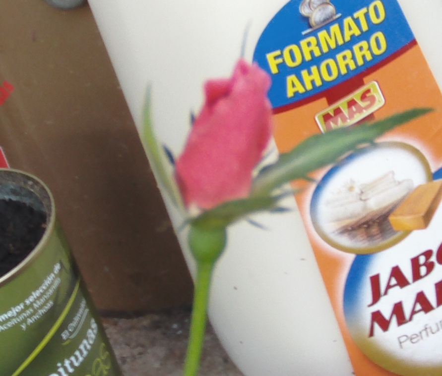 capullorecinabiertorosalsemilla2.jpg