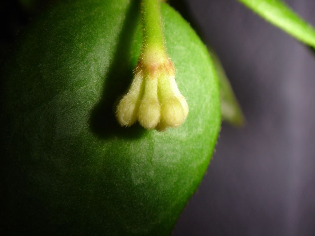 capullos%20de%20hoya%205.jpg