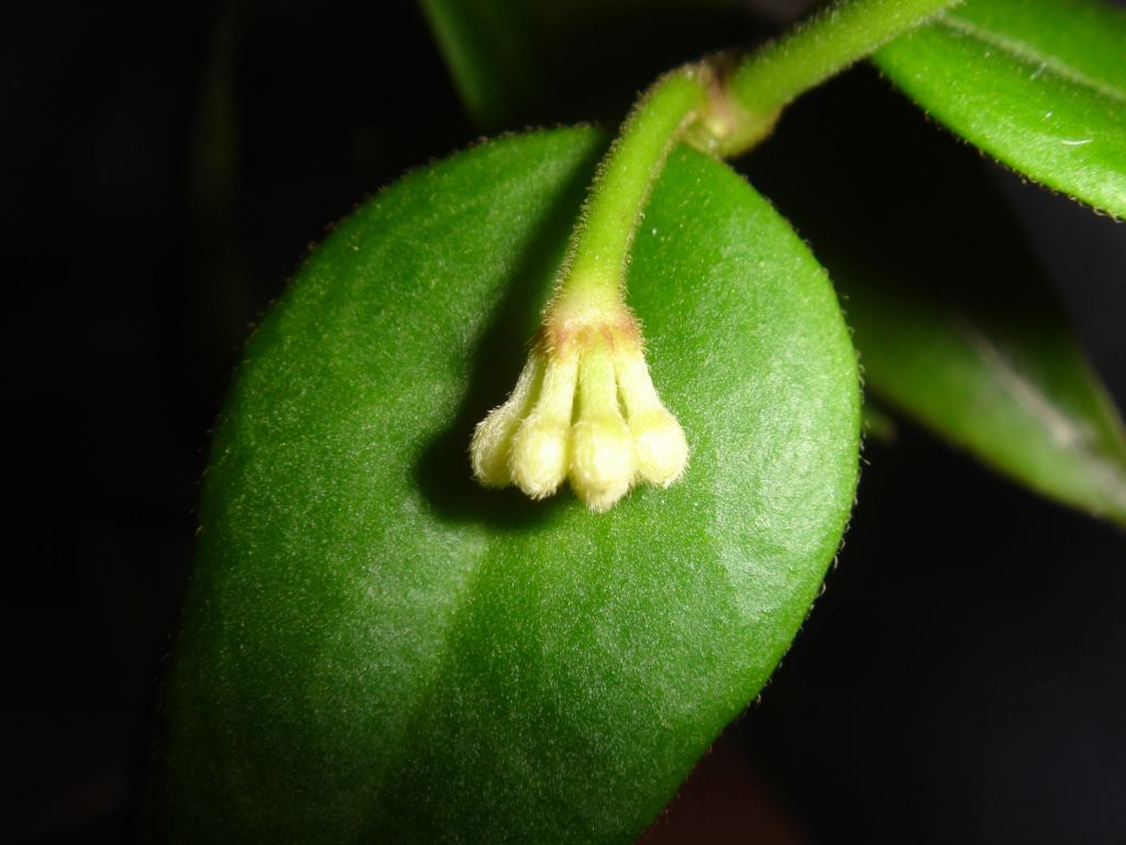 capullos%20de%20hoya%206.jpg