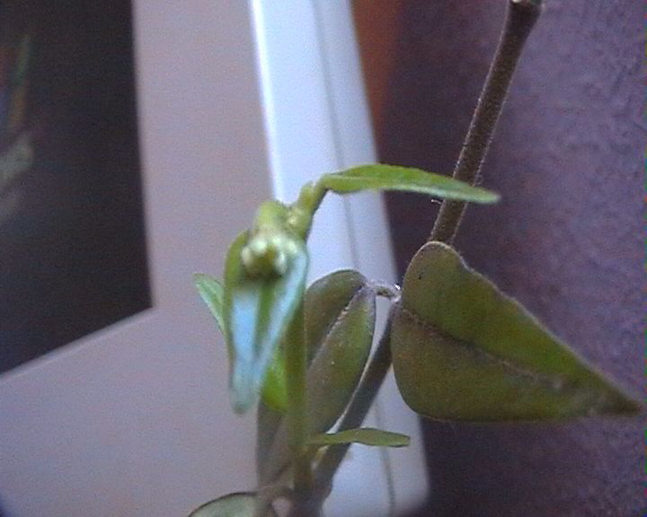 capullos%20de%20hoya.jpg