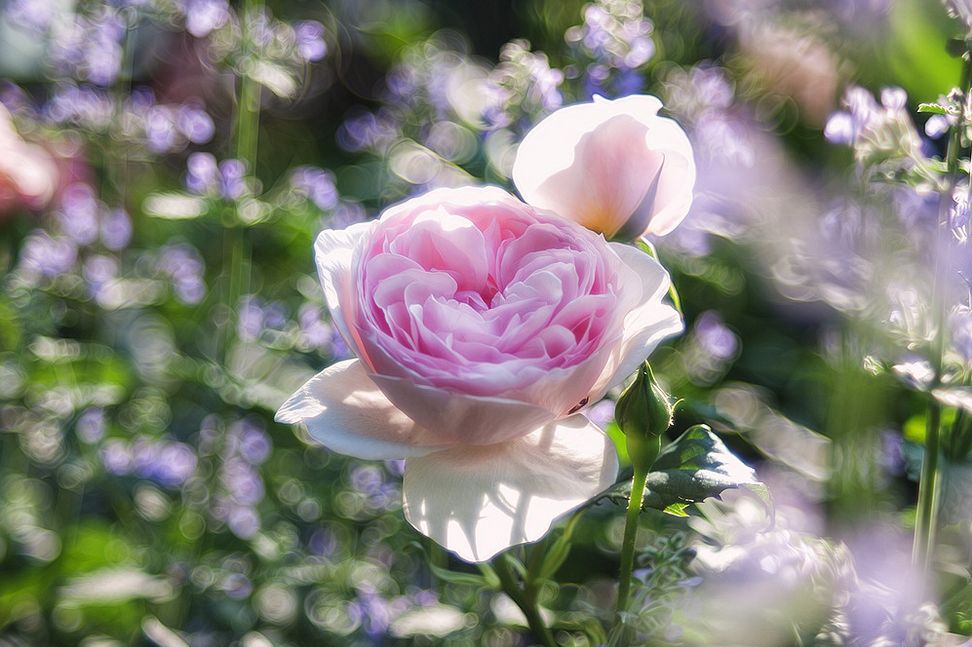 capullos-de-rosas-flores-del-jard%C3%ADn-close-up-flower-free-photos.jpg