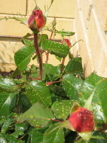 capullos de rosas.jpg