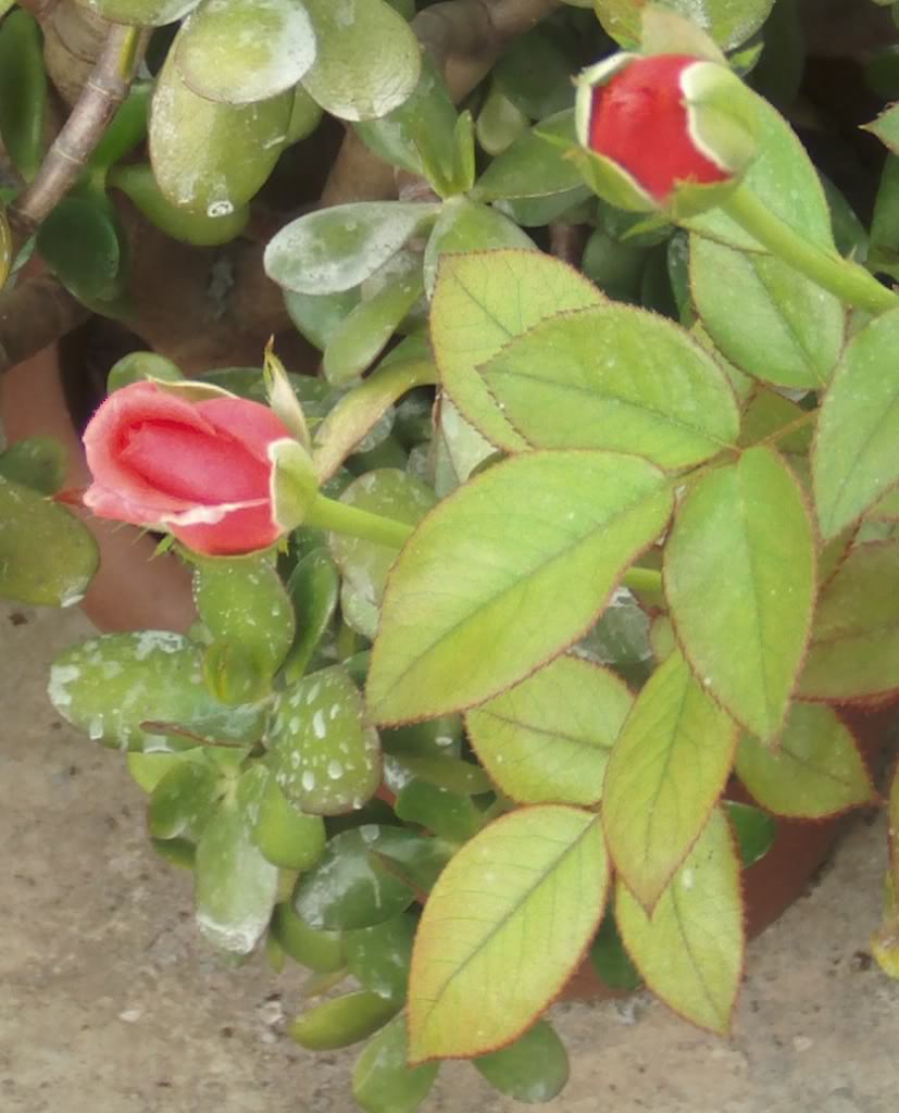 capullosdecoraltoldo.jpg