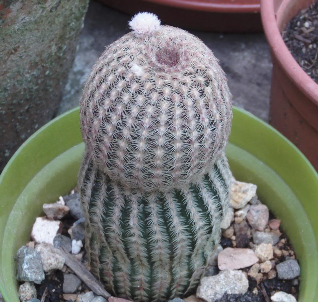 capullosechinocereusevolucioacuten_zpse9912721.jpg