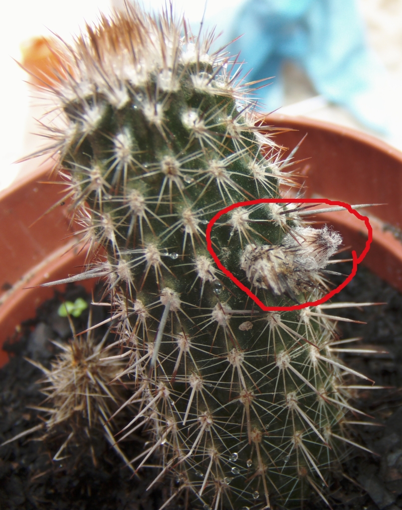 capullosechinopsismirabilis.jpg