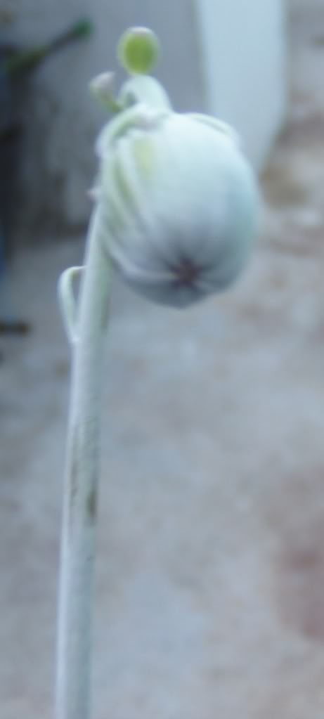 capullosenecio2.jpg