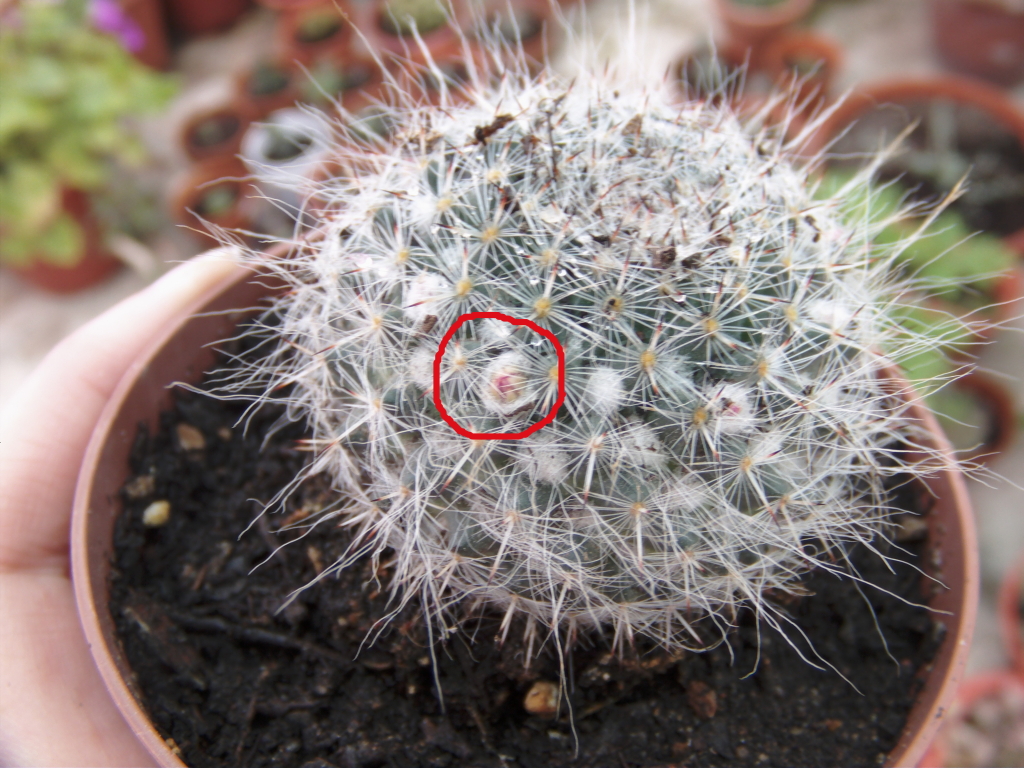 capullosmamillaria.jpg