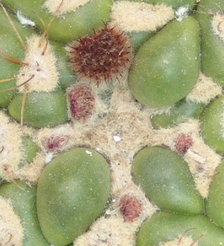 capullosparodiadesarrollaacutendose_zps6adcacc5.jpg