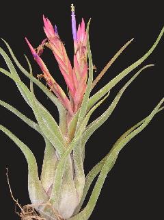 caput-medusaec.jpg