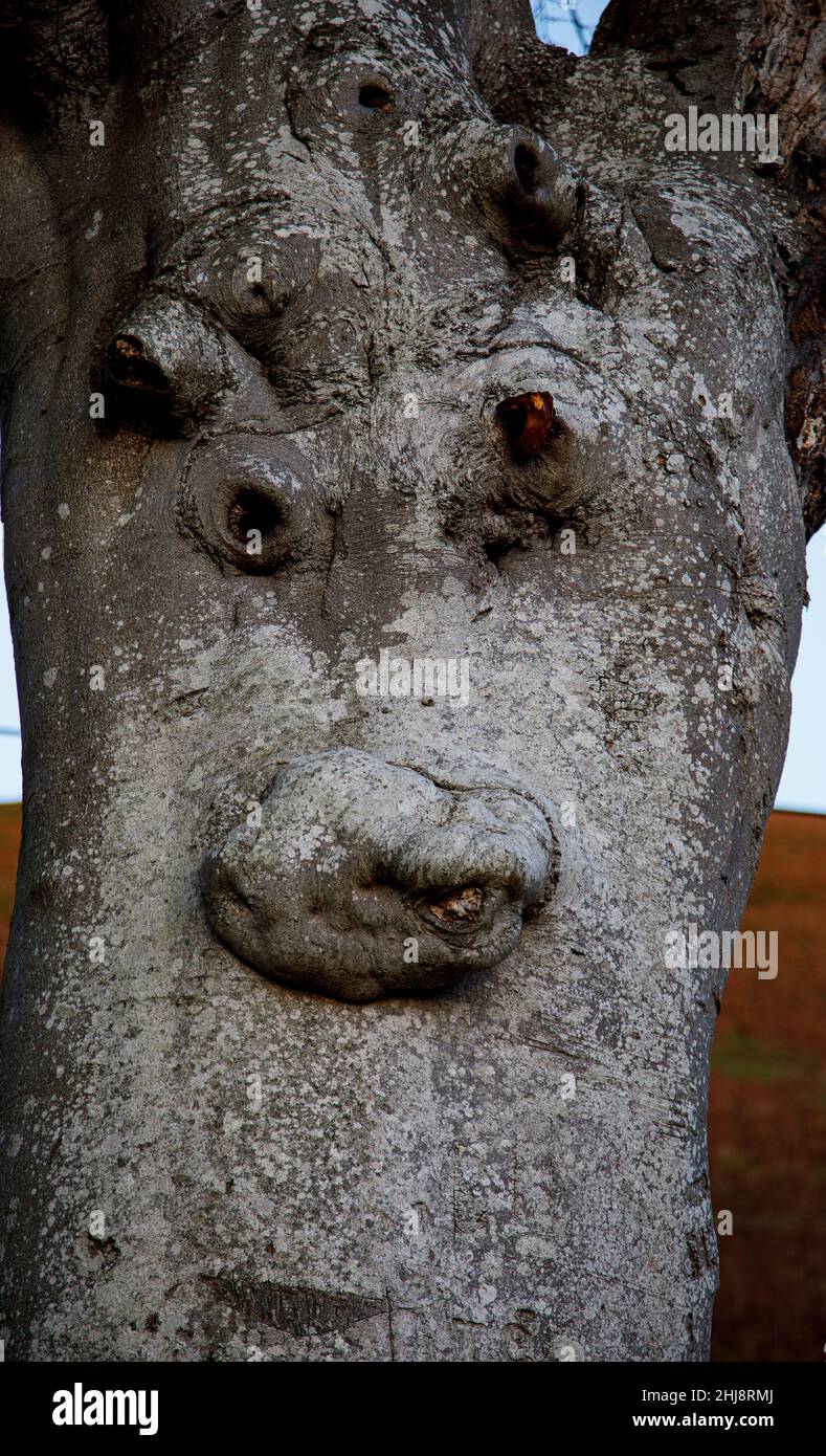 cara-en-tronco-de-arbol-pareidolia-2hj8rmj.jpg